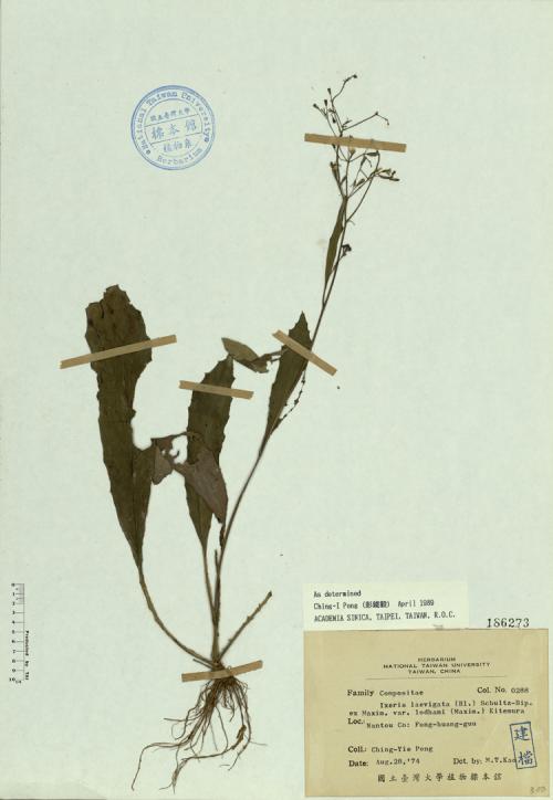 Ixeris laevigata (Bl.) Schultz-Bip. ex Maxim. var. lodhami (Maxim.) Kitamura_標本_BRCM 4572