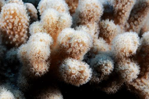 澎湖指形軟珊瑚