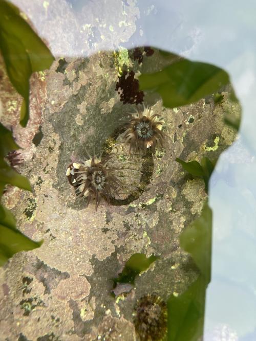 Anthopleura nigrescens