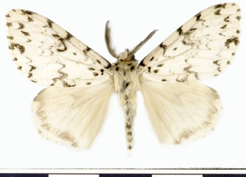 模毒蛾／Lymantria monacha (Linnaeus, 1758)