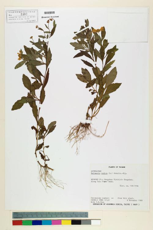 Kalimeris indica (L.) Sch. Bip._標本_BRCM 7181