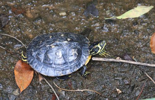 Yellow-bellied Slider