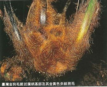 86_臺灣金狗毛蕨的葉柄基部及其金黃色多細胞毛