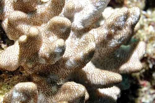 賀氏小枝軟珊瑚