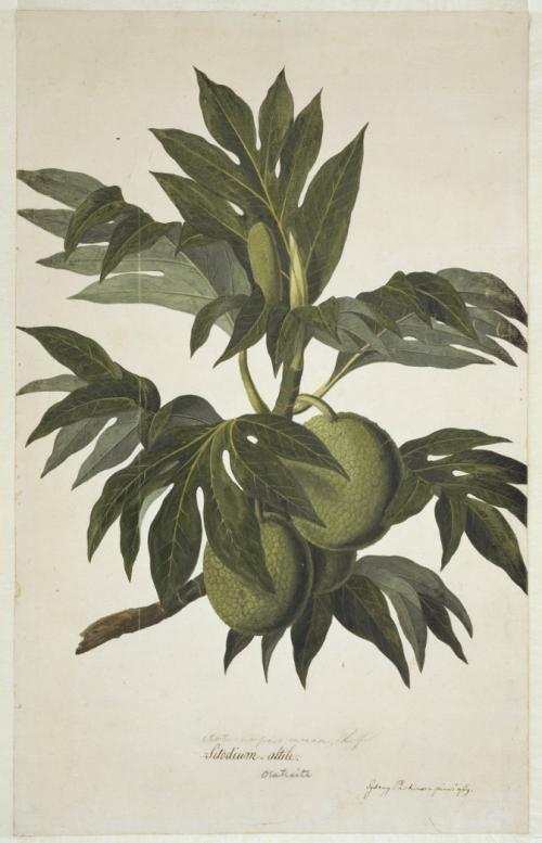 <i>Artocarpus altilis</i> (Parkinson) Fosberg (1941) 手繪圖