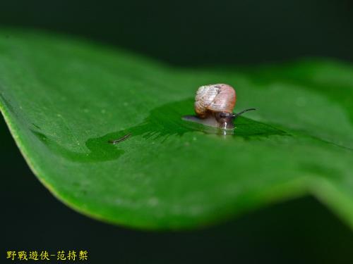 台灣䗉蝸牛