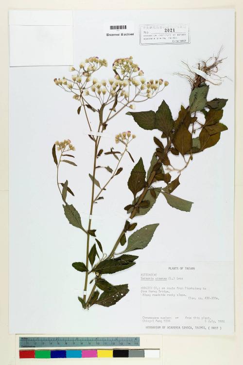 Vernonia cinerea (L.) Less._標本_BRCM 5115