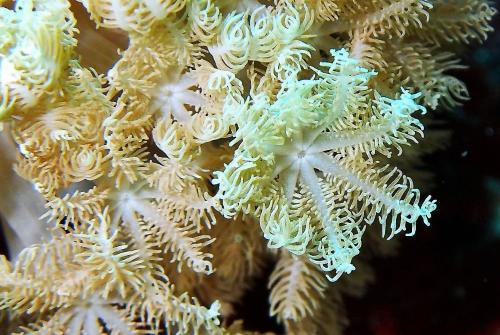 梅地雙異軟珊瑚