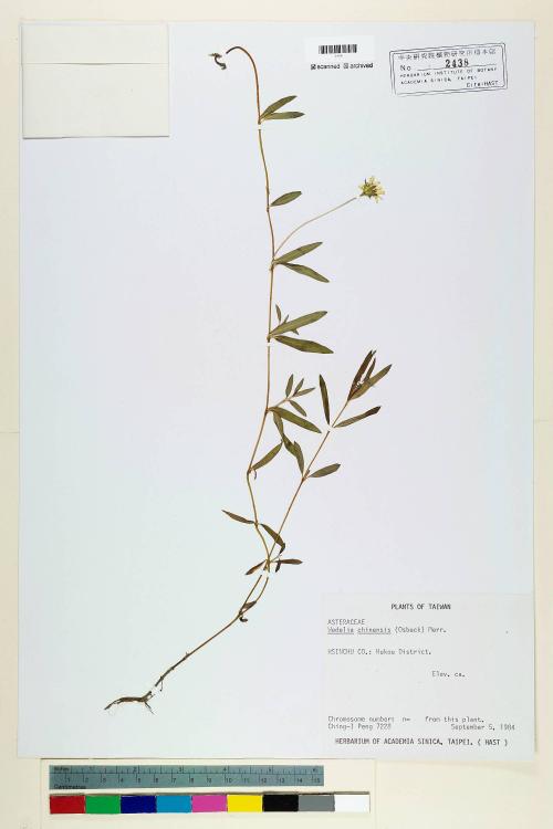 Wedelia chinensis (Osbeck) Merr._標本_BRCM 6593