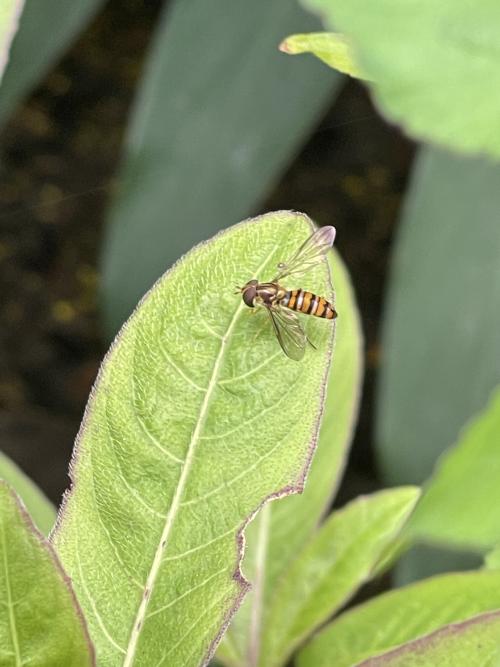 細扁食蚜蠅 (黑帶蚜蠅)