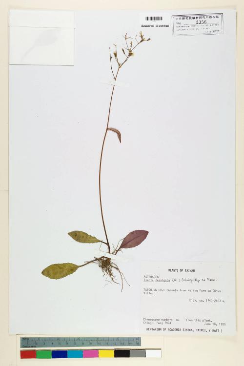 Ixeris laevigata (Blume) Schultz-Bip. ex Maxim var. oldhami (Maxim.) Kitam._標本_BRCM 6677