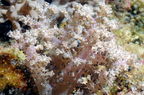 鬆軟實穗軟珊瑚