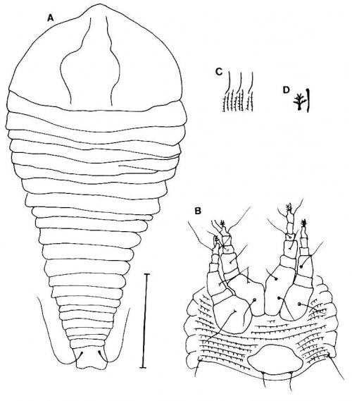 Jutarus plagiogyrus Huang, 2001
