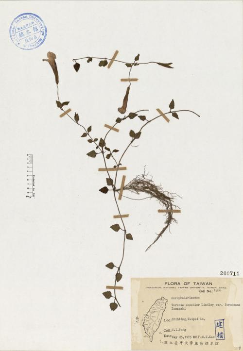 Torenia concolor Lindley var. formosana Yamazaki_標本_BRCM 4645