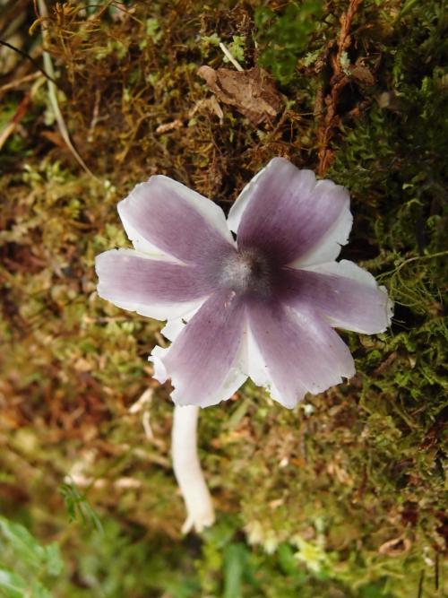 Hygrophorus lewelliniae(淡紫裂蓋蠟傘)