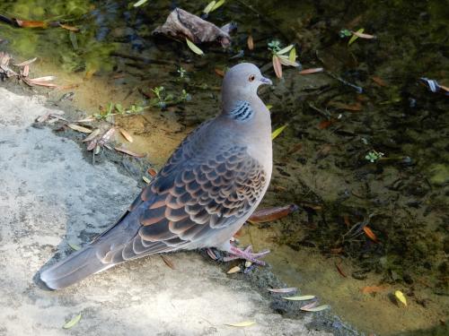 金背鳩(台灣亞種)