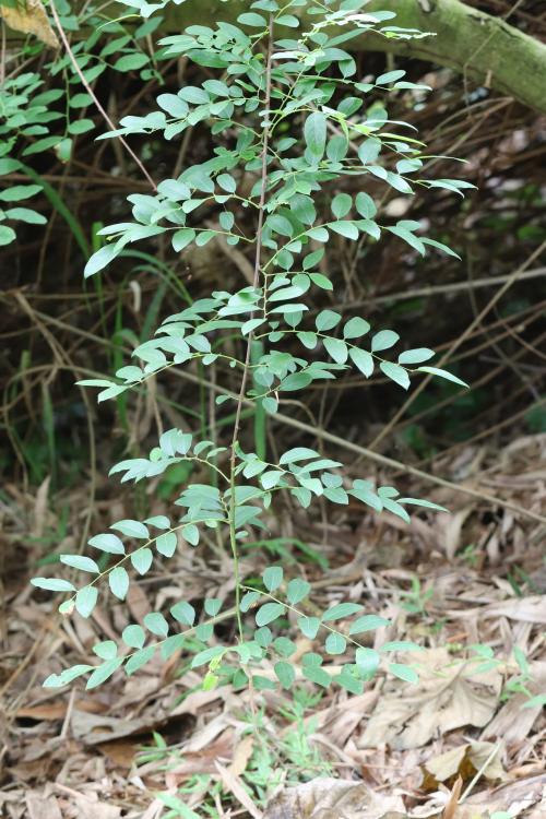 小果葉下珠、多花油柑、爛頭砵