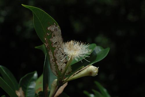 臺灣棒花蒲桃