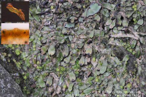 Targionia hypophylla L. 皮葉蘚(liverworts)生態及顯微照