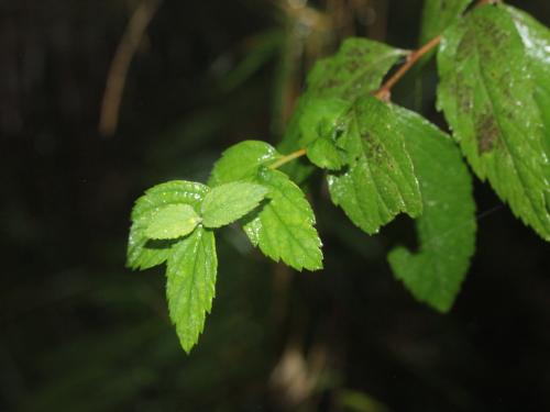 臺灣繡線菊