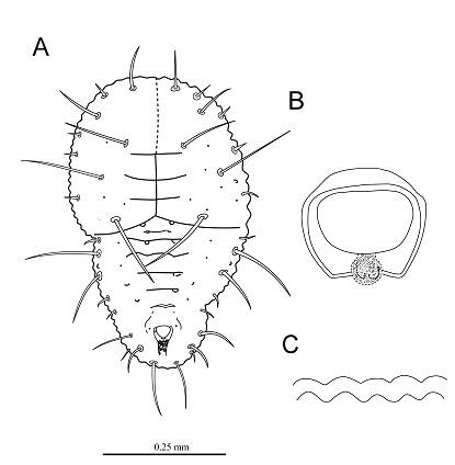 Pealius longispinus  Takahashi, 1932  長刺皮粉蝨