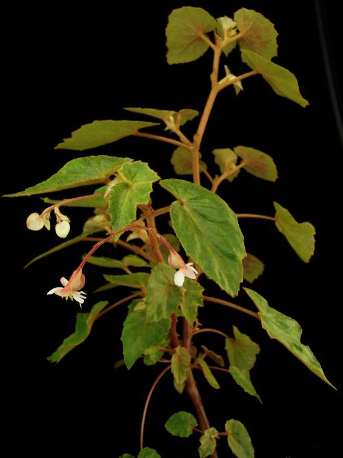 Begonia subvillosa Klotzsch