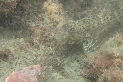 妝飾銜鰕虎魚