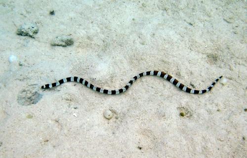 Myrichthys colubrinus 斑竹花蛇鰻