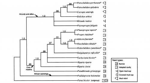 Evolution of nest construction in swallows (Hirundinidae): a molecular phylogenetic perspective.