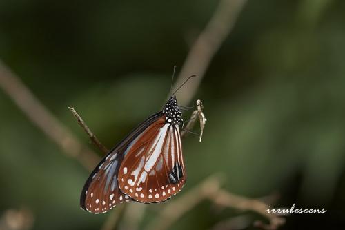 N04-3 大絹斑蝶