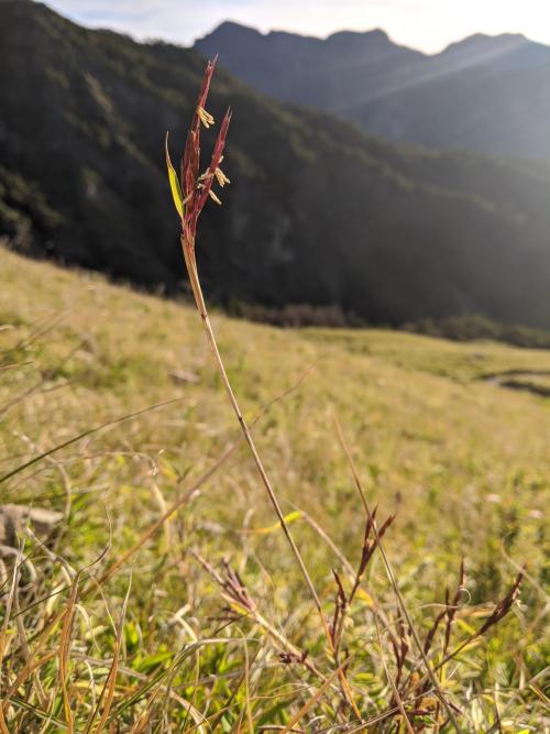 玉山箭竹