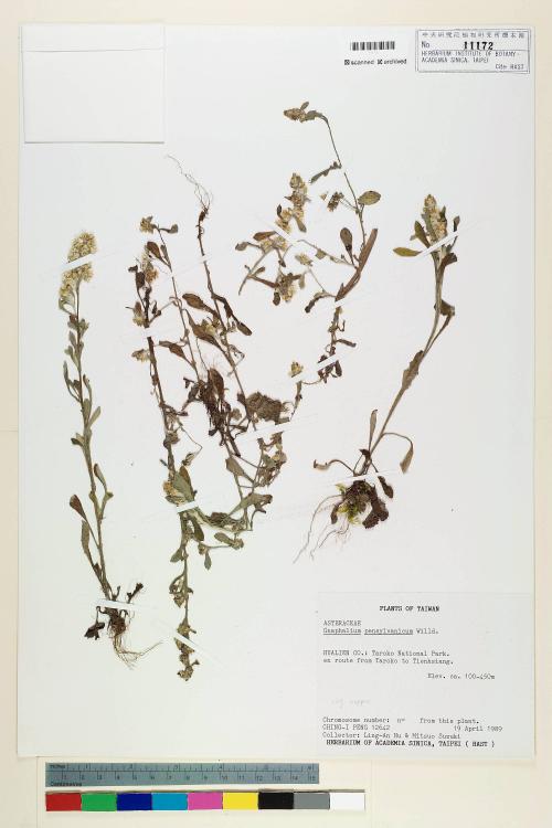 Gnaphalium pensylvanicum Willd._標本_BRCM 5614