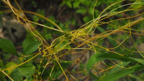 田野菟絲子