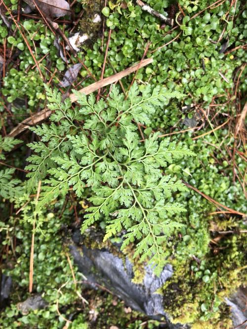 高山金粉蕨