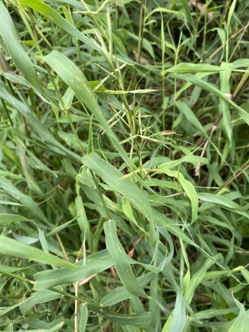 野香茅（海南植物志）