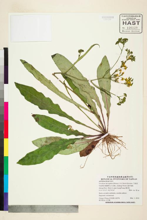 Ixeridium laevigatum (Blume) Pak & Kawano_標本_BRCM 7623