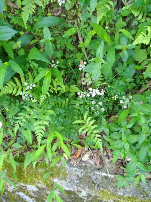 水芹菜