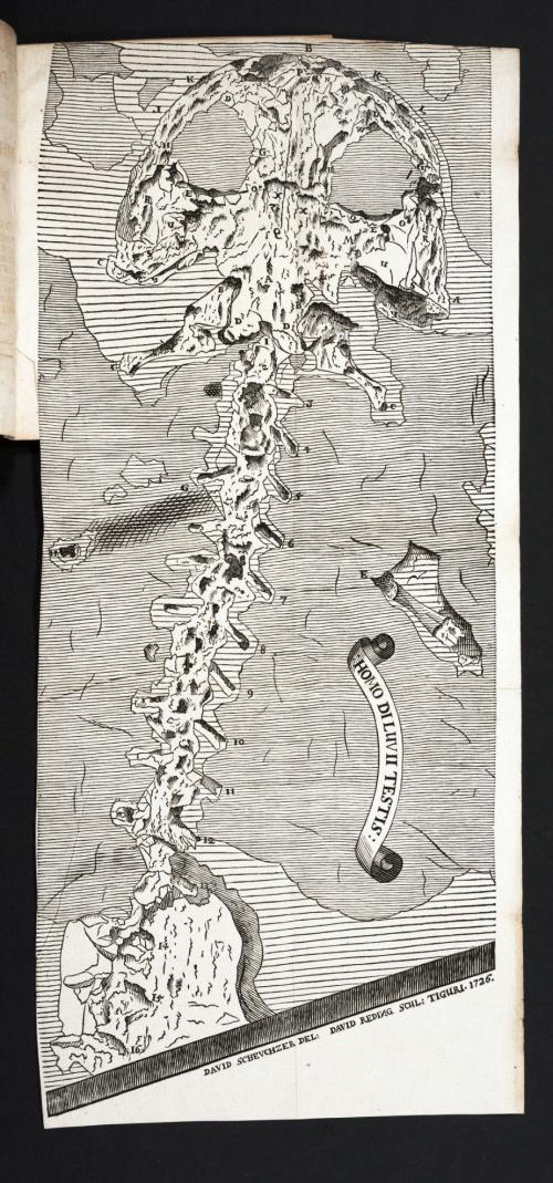 餘赫澤1726年的薛氏鯢化石圖版