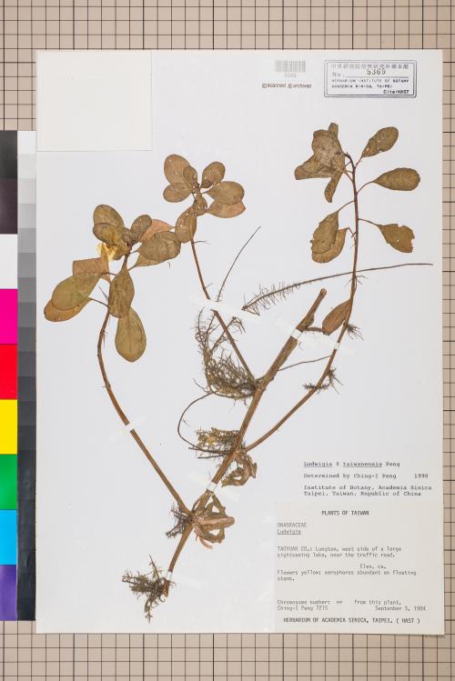 Ludwigia ×taiwanensis C.I Peng_標本_BRCM 3597
