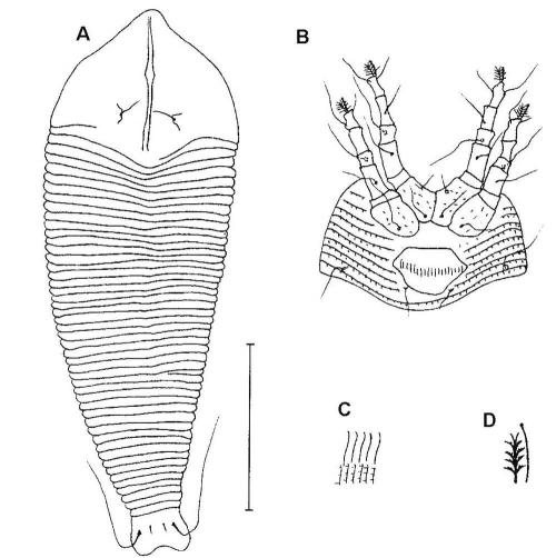 Epitrimerus lobatiae Huang, 2001