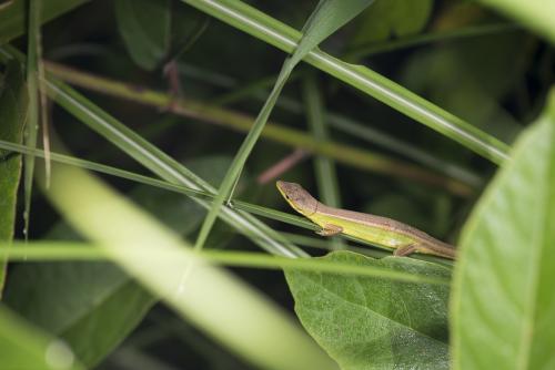 蓬萊草蜥