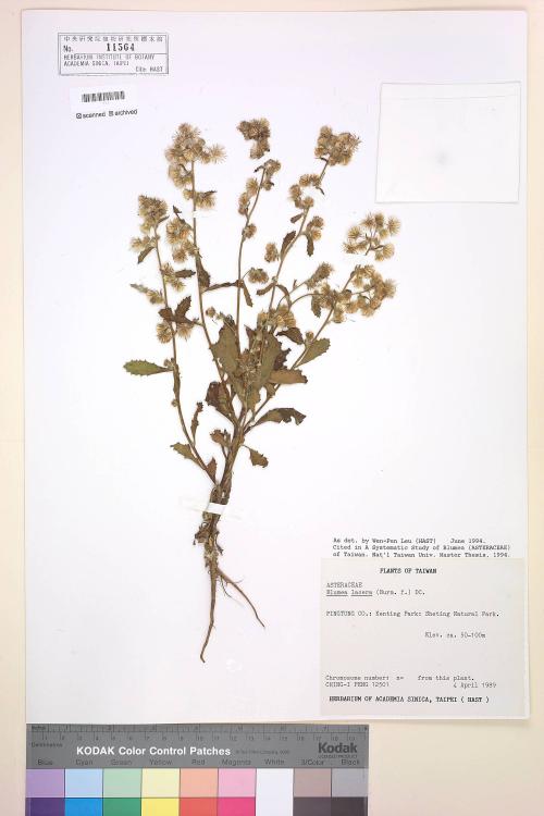 Blumea lacera (Burm. f.) DC._標本_BRCM 4908