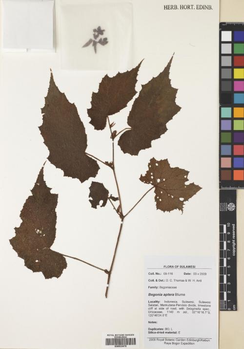 Begonia aptera標本_BRCM 8754