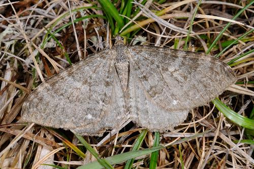 090617 雪山 完美谷 83 污黃波尺蛾 Rheumaptera nengkaoensis Inoue, 1986_800ori