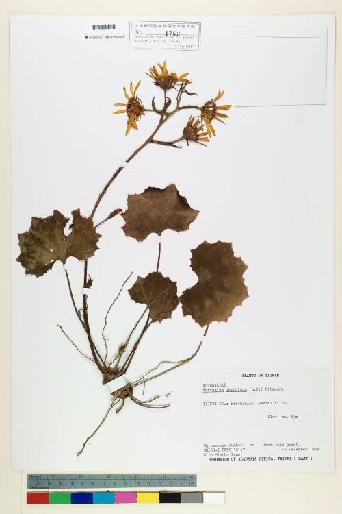 Farfugium japonicum var. formosanum (Hayata) Kitam._標本_BRCM 7183