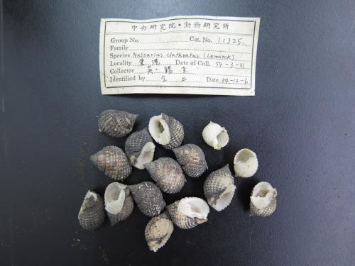吳錫圭老師採集鑑定的貝類標本