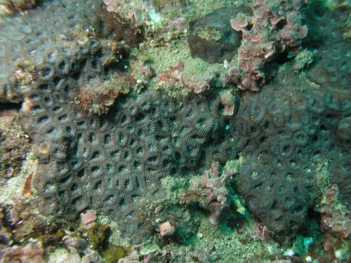 華倫圓菊珊瑚
