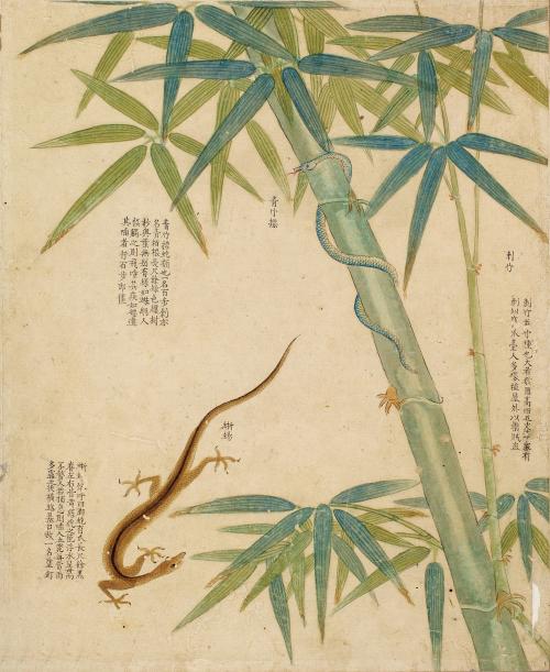 圖像:刺竹、青蛇、古氏草蜥 