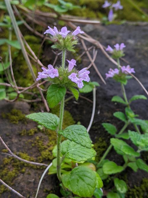 風輪菜