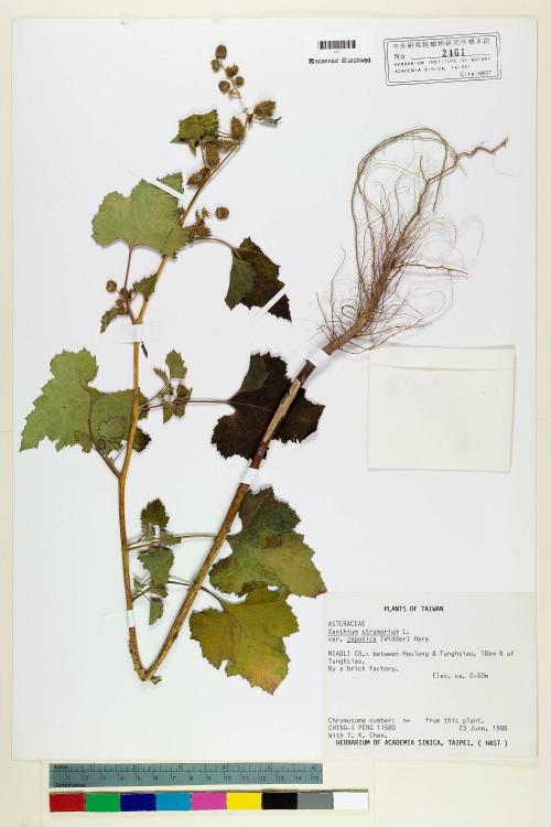 Xanthium strumarium L. var. japonica (Widder) Hara_標本_BRCM 7109